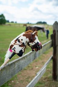 Brown and white pinto Hobby Horse in the York rope halter resting on a paddock fence, horses grazing in the field behind