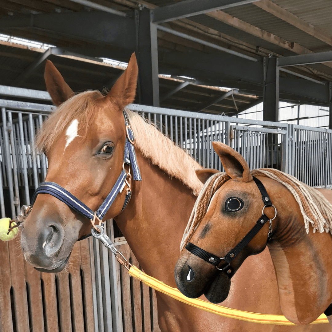 Chestnut horse with a star and striped halter in a stable next to a chestnut Hobby Horse with a flaxen yarn mane