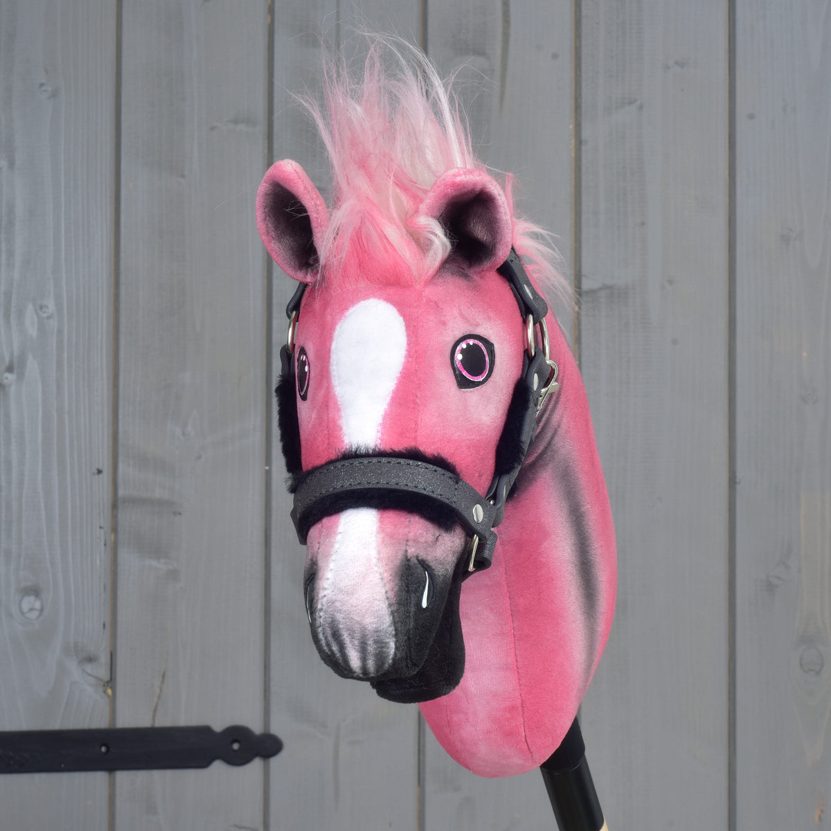 Hobby Horse Pinkie od spredaj: bela lisa vzdolž roza glave, oči z roza robom in roza čop med ušesi