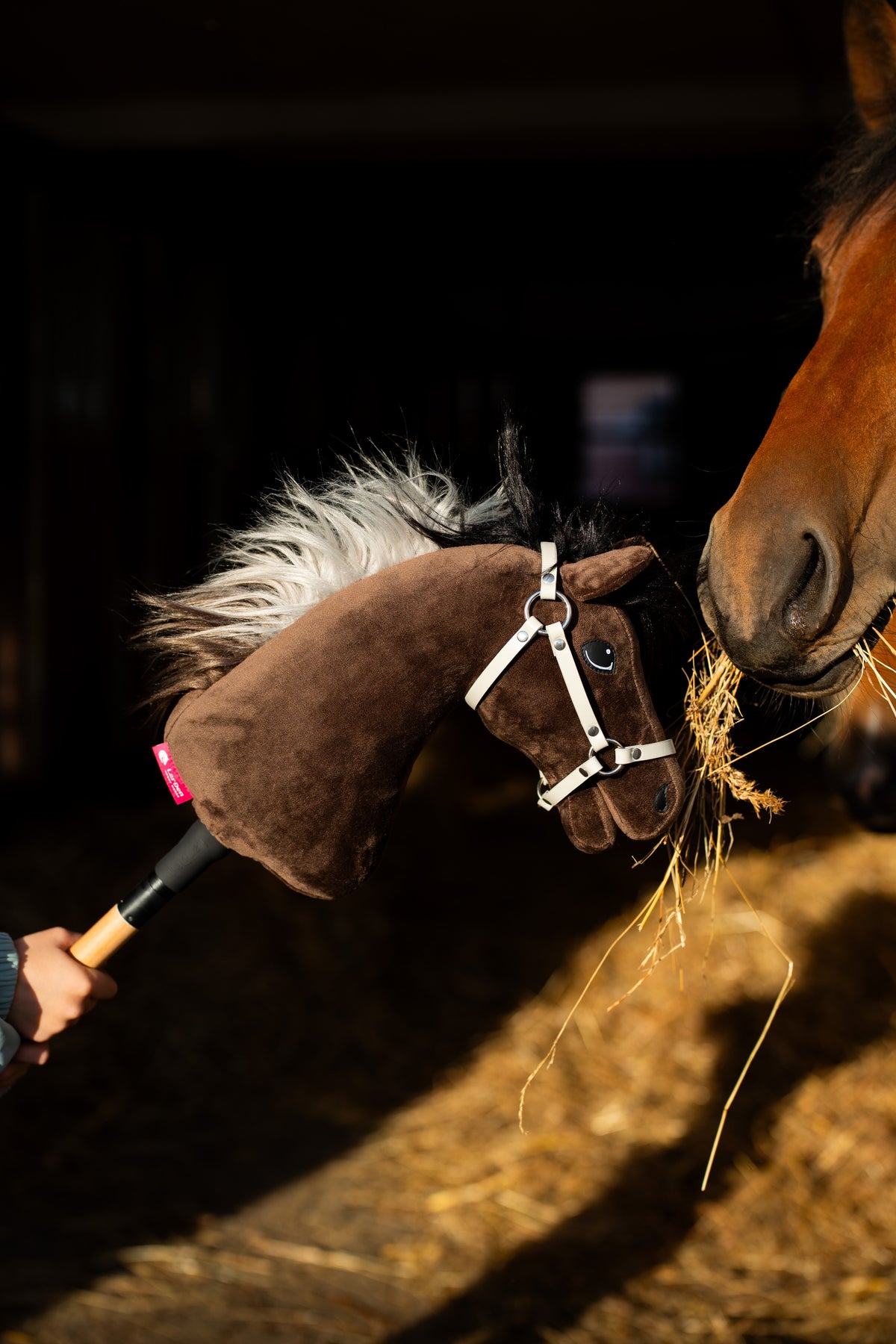 Hobby Horse Alfredo in a white halter nose to nose with a bay horse munching hay, sunlight falling on the straw